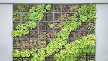 Dos and Don’ts When Building Your Own Vertical Garden
