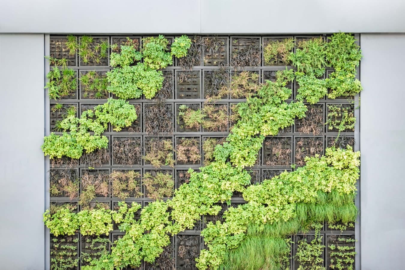 Dos and Don’ts When Building Your Own Vertical Garden