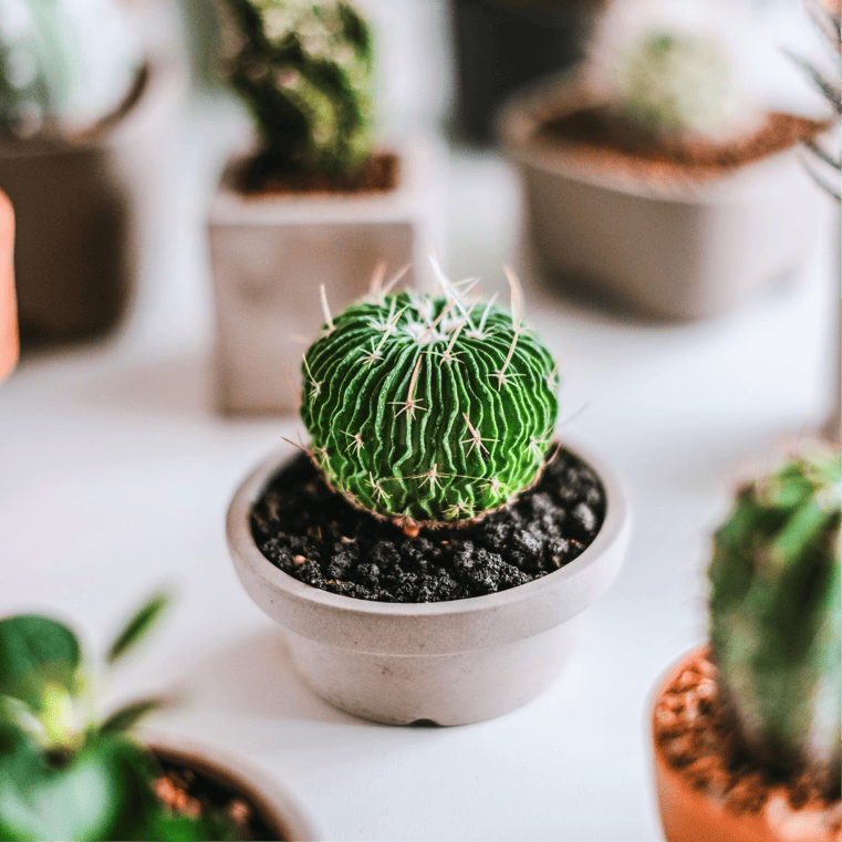 Plants Top 5 Ways to decor your home 