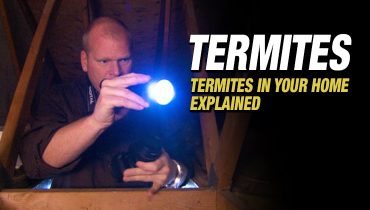 TERMITES-FEATURED-IMAGE-MIKE-HOLMES