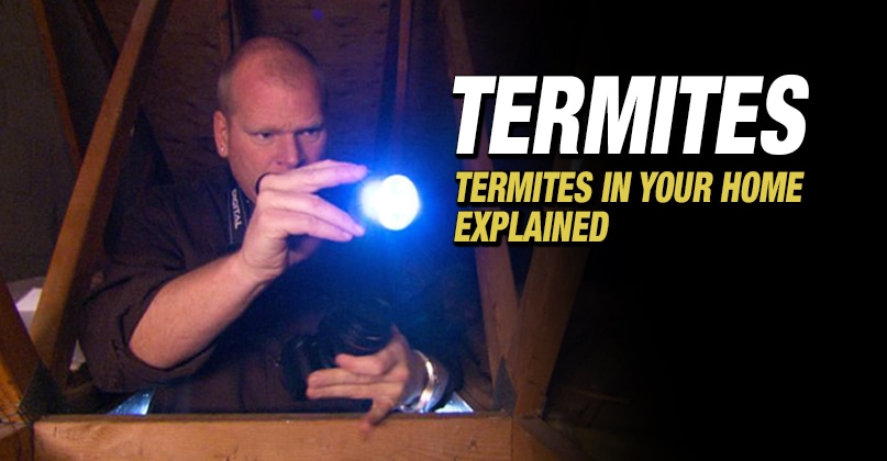 TERMITES-FEATURED-IMAGE-MIKE-HOLMES